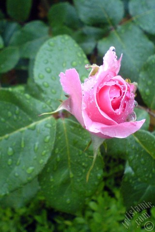 A mobile wallpaper and MMS picture for Apple iPhone 7s, 6s, 5s, 4s, Plus, iPods, iPads, New iPads, Samsung Galaxy S Series and Notes, Sony Ericsson Xperia, LG Mobile Phones, Tablets and Devices: Pink rose photo.
