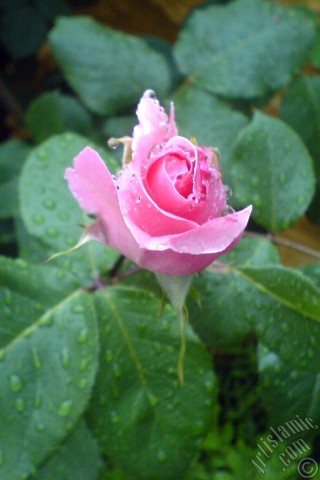 A mobile wallpaper and MMS picture for Apple iPhone 7s, 6s, 5s, 4s, Plus, iPods, iPads, New iPads, Samsung Galaxy S Series and Notes, Sony Ericsson Xperia, LG Mobile Phones, Tablets and Devices: Pink rose photo.
