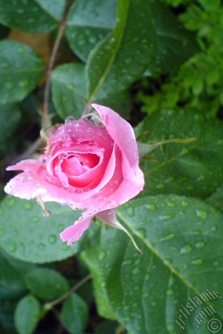 A mobile wallpaper and MMS picture for Apple iPhone 7s, 6s, 5s, 4s, Plus, iPods, iPads, New iPads, Samsung Galaxy S Series and Notes, Sony Ericsson Xperia, LG Mobile Phones, Tablets and Devices: Pink rose photo.
