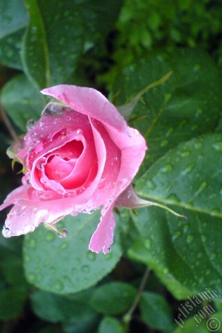 A mobile wallpaper and MMS picture for Apple iPhone 7s, 6s, 5s, 4s, Plus, iPods, iPads, New iPads, Samsung Galaxy S Series and Notes, Sony Ericsson Xperia, LG Mobile Phones, Tablets and Devices: Pink rose photo.
