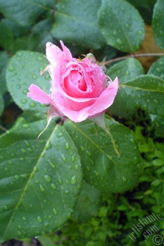 A mobile wallpaper and MMS picture for Apple iPhone 7s, 6s, 5s, 4s, Plus, iPods, iPads, New iPads, Samsung Galaxy S Series and Notes, Sony Ericsson Xperia, LG Mobile Phones, Tablets and Devices: Pink rose photo.
