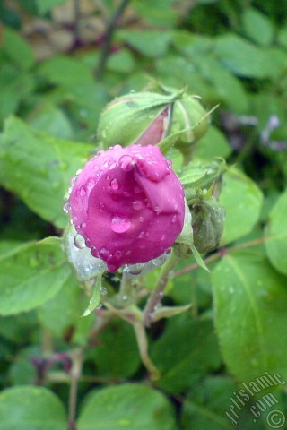 A mobile wallpaper and MMS picture for Apple iPhone 7s, 6s, 5s, 4s, Plus, iPods, iPads, New iPads, Samsung Galaxy S Series and Notes, Sony Ericsson Xperia, LG Mobile Phones, Tablets and Devices: Pink rose photo.
