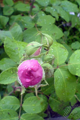 A mobile wallpaper and MMS picture for Apple iPhone 7s, 6s, 5s, 4s, Plus, iPods, iPads, New iPads, Samsung Galaxy S Series and Notes, Sony Ericsson Xperia, LG Mobile Phones, Tablets and Devices: Pink rose photo.
