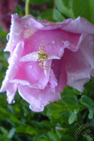 A mobile wallpaper and MMS picture for Apple iPhone 7s, 6s, 5s, 4s, Plus, iPods, iPads, New iPads, Samsung Galaxy S Series and Notes, Sony Ericsson Xperia, LG Mobile Phones, Tablets and Devices: Pink rose photo.
