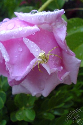 A mobile wallpaper and MMS picture for Apple iPhone 7s, 6s, 5s, 4s, Plus, iPods, iPads, New iPads, Samsung Galaxy S Series and Notes, Sony Ericsson Xperia, LG Mobile Phones, Tablets and Devices: Pink rose photo.
