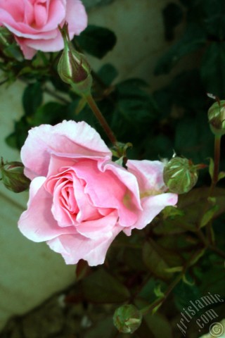 A mobile wallpaper and MMS picture for Apple iPhone 7s, 6s, 5s, 4s, Plus, iPods, iPads, New iPads, Samsung Galaxy S Series and Notes, Sony Ericsson Xperia, LG Mobile Phones, Tablets and Devices: Pink rose photo.
