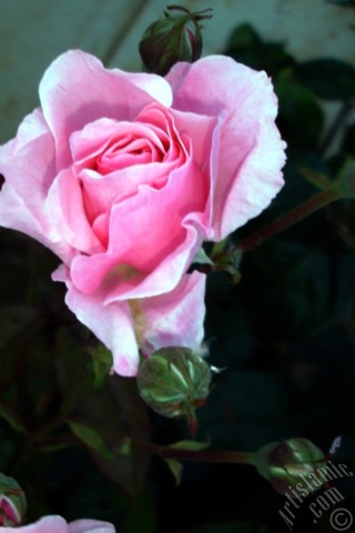 A mobile wallpaper and MMS picture for Apple iPhone 7s, 6s, 5s, 4s, Plus, iPods, iPads, New iPads, Samsung Galaxy S Series and Notes, Sony Ericsson Xperia, LG Mobile Phones, Tablets and Devices: Pink rose photo.
