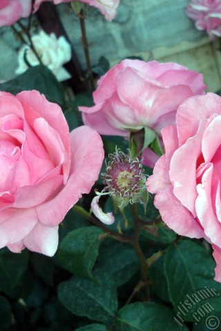 A mobile wallpaper and MMS picture for Apple iPhone 7s, 6s, 5s, 4s, Plus, iPods, iPads, New iPads, Samsung Galaxy S Series and Notes, Sony Ericsson Xperia, LG Mobile Phones, Tablets and Devices: Pink rose photo.
