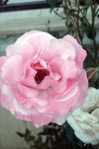 A mobile wallpaper and MMS picture for Apple iPhone 7s, 6s, 5s, 4s, Plus, iPods, iPads, New iPads, Samsung Galaxy S Series and Notes, Sony Ericsson Xperia, LG Mobile Phones, Tablets and Devices: Pink rose photo.
