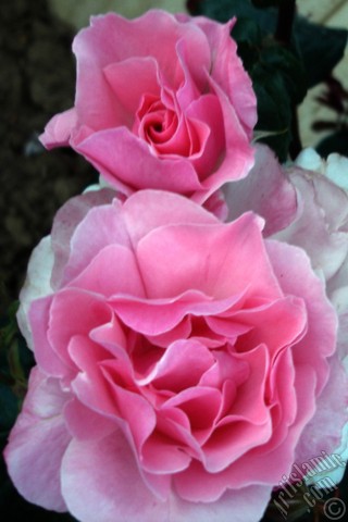 A mobile wallpaper and MMS picture for Apple iPhone 7s, 6s, 5s, 4s, Plus, iPods, iPads, New iPads, Samsung Galaxy S Series and Notes, Sony Ericsson Xperia, LG Mobile Phones, Tablets and Devices: Pink rose photo.
