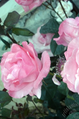 A mobile wallpaper and MMS picture for Apple iPhone 7s, 6s, 5s, 4s, Plus, iPods, iPads, New iPads, Samsung Galaxy S Series and Notes, Sony Ericsson Xperia, LG Mobile Phones, Tablets and Devices: Pink rose photo.
