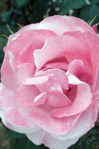 A mobile wallpaper and MMS picture for Apple iPhone 7s, 6s, 5s, 4s, Plus, iPods, iPads, New iPads, Samsung Galaxy S Series and Notes, Sony Ericsson Xperia, LG Mobile Phones, Tablets and Devices: Pink rose photo.
