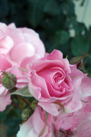 A mobile wallpaper and MMS picture for Apple iPhone 7s, 6s, 5s, 4s, Plus, iPods, iPads, New iPads, Samsung Galaxy S Series and Notes, Sony Ericsson Xperia, LG Mobile Phones, Tablets and Devices: Pink rose photo.
