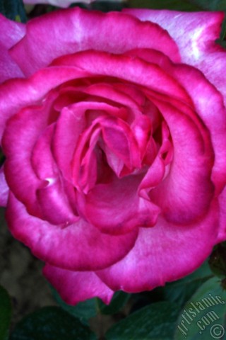 A mobile wallpaper and MMS picture for Apple iPhone 7s, 6s, 5s, 4s, Plus, iPods, iPads, New iPads, Samsung Galaxy S Series and Notes, Sony Ericsson Xperia, LG Mobile Phones, Tablets and Devices: Pink rose photo.
