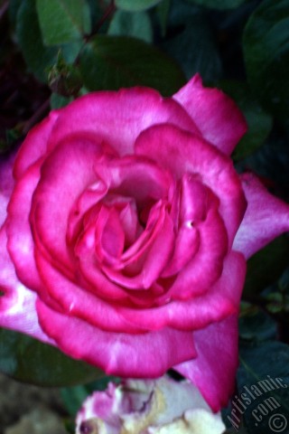 A mobile wallpaper and MMS picture for Apple iPhone 7s, 6s, 5s, 4s, Plus, iPods, iPads, New iPads, Samsung Galaxy S Series and Notes, Sony Ericsson Xperia, LG Mobile Phones, Tablets and Devices: Pink rose photo.
