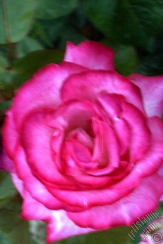 A mobile wallpaper and MMS picture for Apple iPhone 7s, 6s, 5s, 4s, Plus, iPods, iPads, New iPads, Samsung Galaxy S Series and Notes, Sony Ericsson Xperia, LG Mobile Phones, Tablets and Devices: Pink rose photo.
