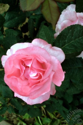 A mobile wallpaper and MMS picture for Apple iPhone 7s, 6s, 5s, 4s, Plus, iPods, iPads, New iPads, Samsung Galaxy S Series and Notes, Sony Ericsson Xperia, LG Mobile Phones, Tablets and Devices: Pink rose photo.
