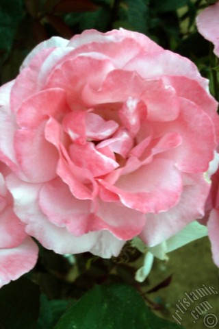 A mobile wallpaper and MMS picture for Apple iPhone 7s, 6s, 5s, 4s, Plus, iPods, iPads, New iPads, Samsung Galaxy S Series and Notes, Sony Ericsson Xperia, LG Mobile Phones, Tablets and Devices: Pink rose photo.
