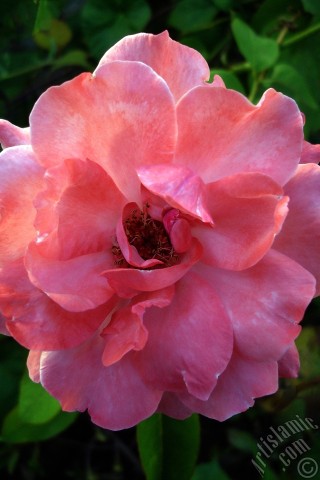 A mobile wallpaper and MMS picture for Apple iPhone 7s, 6s, 5s, 4s, Plus, iPods, iPads, New iPads, Samsung Galaxy S Series and Notes, Sony Ericsson Xperia, LG Mobile Phones, Tablets and Devices: Pink rose photo.
