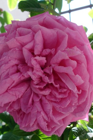 A mobile wallpaper and MMS picture for Apple iPhone 7s, 6s, 5s, 4s, Plus, iPods, iPads, New iPads, Samsung Galaxy S Series and Notes, Sony Ericsson Xperia, LG Mobile Phones, Tablets and Devices: Pink rose photo.
