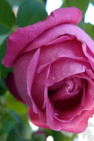 A mobile wallpaper and MMS picture for Apple iPhone 7s, 6s, 5s, 4s, Plus, iPods, iPads, New iPads, Samsung Galaxy S Series and Notes, Sony Ericsson Xperia, LG Mobile Phones, Tablets and Devices: Pink rose photo.
