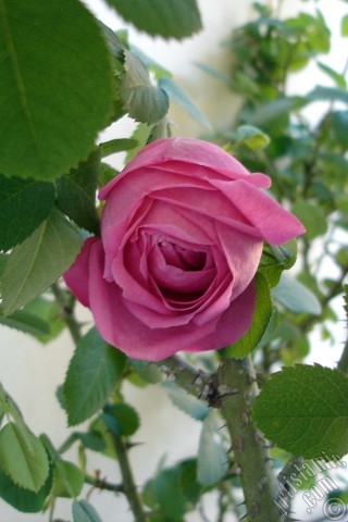 A mobile wallpaper and MMS picture for Apple iPhone 7s, 6s, 5s, 4s, Plus, iPods, iPads, New iPads, Samsung Galaxy S Series and Notes, Sony Ericsson Xperia, LG Mobile Phones, Tablets and Devices: Pink rose photo.
