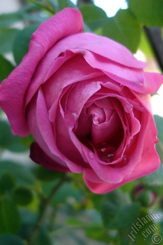 A mobile wallpaper and MMS picture for Apple iPhone 7s, 6s, 5s, 4s, Plus, iPods, iPads, New iPads, Samsung Galaxy S Series and Notes, Sony Ericsson Xperia, LG Mobile Phones, Tablets and Devices: Pink rose photo.
