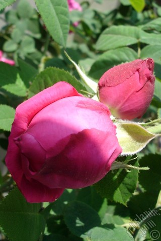 A mobile wallpaper and MMS picture for Apple iPhone 7s, 6s, 5s, 4s, Plus, iPods, iPads, New iPads, Samsung Galaxy S Series and Notes, Sony Ericsson Xperia, LG Mobile Phones, Tablets and Devices: Pink rose photo.
