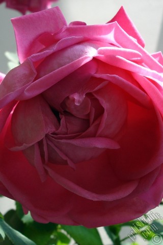 A mobile wallpaper and MMS picture for Apple iPhone 7s, 6s, 5s, 4s, Plus, iPods, iPads, New iPads, Samsung Galaxy S Series and Notes, Sony Ericsson Xperia, LG Mobile Phones, Tablets and Devices: Pink rose photo.
