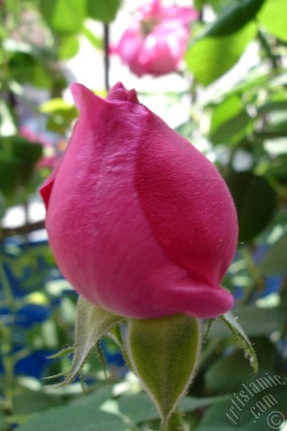 A mobile wallpaper and MMS picture for Apple iPhone 7s, 6s, 5s, 4s, Plus, iPods, iPads, New iPads, Samsung Galaxy S Series and Notes, Sony Ericsson Xperia, LG Mobile Phones, Tablets and Devices: Pink rose photo.
