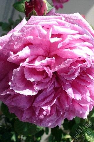 A mobile wallpaper and MMS picture for Apple iPhone 7s, 6s, 5s, 4s, Plus, iPods, iPads, New iPads, Samsung Galaxy S Series and Notes, Sony Ericsson Xperia, LG Mobile Phones, Tablets and Devices: Pink rose photo.
