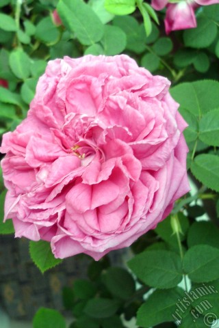 A mobile wallpaper and MMS picture for Apple iPhone 7s, 6s, 5s, 4s, Plus, iPods, iPads, New iPads, Samsung Galaxy S Series and Notes, Sony Ericsson Xperia, LG Mobile Phones, Tablets and Devices: Pink rose photo.
