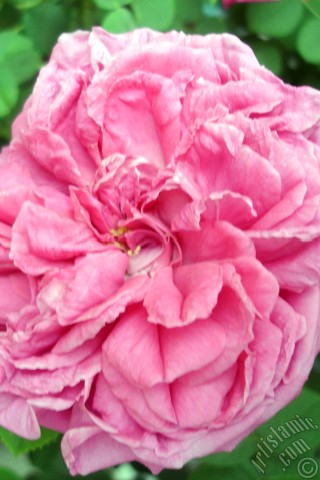 A mobile wallpaper and MMS picture for Apple iPhone 7s, 6s, 5s, 4s, Plus, iPods, iPads, New iPads, Samsung Galaxy S Series and Notes, Sony Ericsson Xperia, LG Mobile Phones, Tablets and Devices: Pink rose photo.
