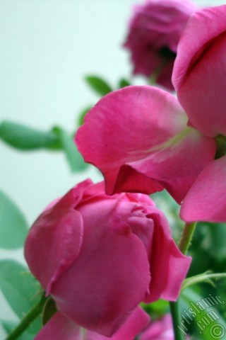 A mobile wallpaper and MMS picture for Apple iPhone 7s, 6s, 5s, 4s, Plus, iPods, iPads, New iPads, Samsung Galaxy S Series and Notes, Sony Ericsson Xperia, LG Mobile Phones, Tablets and Devices: Pink rose photo.
