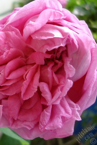 A mobile wallpaper and MMS picture for Apple iPhone 7s, 6s, 5s, 4s, Plus, iPods, iPads, New iPads, Samsung Galaxy S Series and Notes, Sony Ericsson Xperia, LG Mobile Phones, Tablets and Devices: Pink rose photo.
