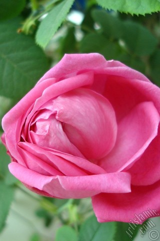 A mobile wallpaper and MMS picture for Apple iPhone 7s, 6s, 5s, 4s, Plus, iPods, iPads, New iPads, Samsung Galaxy S Series and Notes, Sony Ericsson Xperia, LG Mobile Phones, Tablets and Devices: Pink rose photo.
