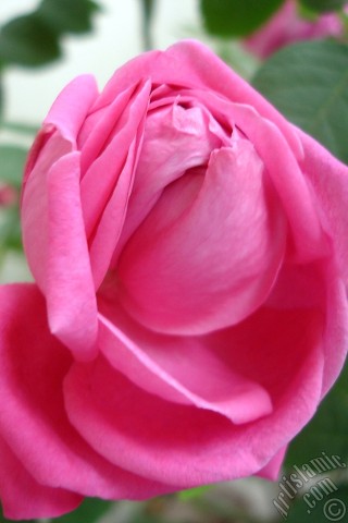 A mobile wallpaper and MMS picture for Apple iPhone 7s, 6s, 5s, 4s, Plus, iPods, iPads, New iPads, Samsung Galaxy S Series and Notes, Sony Ericsson Xperia, LG Mobile Phones, Tablets and Devices: Pink rose photo.
