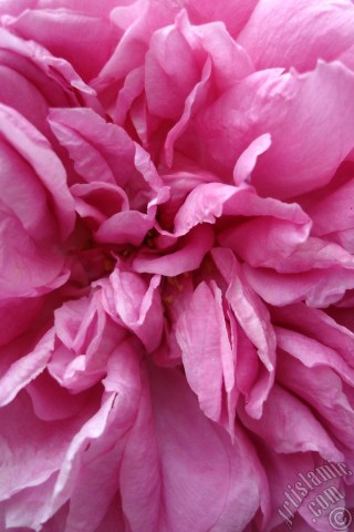 A mobile wallpaper and MMS picture for Apple iPhone 7s, 6s, 5s, 4s, Plus, iPods, iPads, New iPads, Samsung Galaxy S Series and Notes, Sony Ericsson Xperia, LG Mobile Phones, Tablets and Devices: Pink rose photo.
