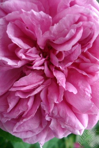 A mobile wallpaper and MMS picture for Apple iPhone 7s, 6s, 5s, 4s, Plus, iPods, iPads, New iPads, Samsung Galaxy S Series and Notes, Sony Ericsson Xperia, LG Mobile Phones, Tablets and Devices: Pink rose photo.
