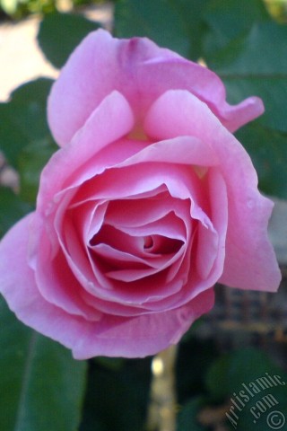 A mobile wallpaper and MMS picture for Apple iPhone 7s, 6s, 5s, 4s, Plus, iPods, iPads, New iPads, Samsung Galaxy S Series and Notes, Sony Ericsson Xperia, LG Mobile Phones, Tablets and Devices: Pink rose photo.
