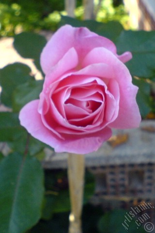 A mobile wallpaper and MMS picture for Apple iPhone 7s, 6s, 5s, 4s, Plus, iPods, iPads, New iPads, Samsung Galaxy S Series and Notes, Sony Ericsson Xperia, LG Mobile Phones, Tablets and Devices: Pink rose photo.
