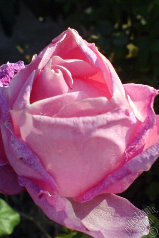 A mobile wallpaper and MMS picture for Apple iPhone 7s, 6s, 5s, 4s, Plus, iPods, iPads, New iPads, Samsung Galaxy S Series and Notes, Sony Ericsson Xperia, LG Mobile Phones, Tablets and Devices: Pink rose photo.
