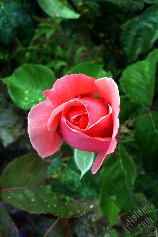 A mobile wallpaper and MMS picture for Apple iPhone 7s, 6s, 5s, 4s, Plus, iPods, iPads, New iPads, Samsung Galaxy S Series and Notes, Sony Ericsson Xperia, LG Mobile Phones, Tablets and Devices: Pink rose photo.
