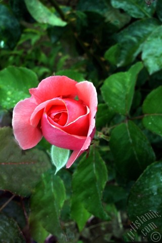 A mobile wallpaper and MMS picture for Apple iPhone 7s, 6s, 5s, 4s, Plus, iPods, iPads, New iPads, Samsung Galaxy S Series and Notes, Sony Ericsson Xperia, LG Mobile Phones, Tablets and Devices: Pink rose photo.
