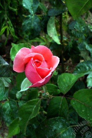 A mobile wallpaper and MMS picture for Apple iPhone 7s, 6s, 5s, 4s, Plus, iPods, iPads, New iPads, Samsung Galaxy S Series and Notes, Sony Ericsson Xperia, LG Mobile Phones, Tablets and Devices: Pink rose photo.
