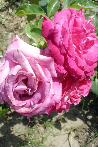 A mobile wallpaper and MMS picture for Apple iPhone 7s, 6s, 5s, 4s, Plus, iPods, iPads, New iPads, Samsung Galaxy S Series and Notes, Sony Ericsson Xperia, LG Mobile Phones, Tablets and Devices: Pink rose photo.
