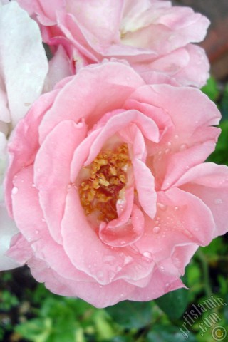 A mobile wallpaper and MMS picture for Apple iPhone 7s, 6s, 5s, 4s, Plus, iPods, iPads, New iPads, Samsung Galaxy S Series and Notes, Sony Ericsson Xperia, LG Mobile Phones, Tablets and Devices: Pink rose photo.
