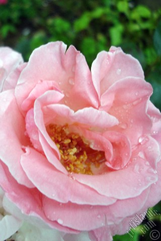 A mobile wallpaper and MMS picture for Apple iPhone 7s, 6s, 5s, 4s, Plus, iPods, iPads, New iPads, Samsung Galaxy S Series and Notes, Sony Ericsson Xperia, LG Mobile Phones, Tablets and Devices: Pink rose photo.
