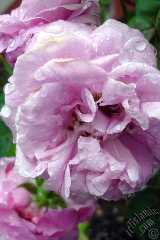 A mobile wallpaper and MMS picture for Apple iPhone 7s, 6s, 5s, 4s, Plus, iPods, iPads, New iPads, Samsung Galaxy S Series and Notes, Sony Ericsson Xperia, LG Mobile Phones, Tablets and Devices: Pink rose photo.
