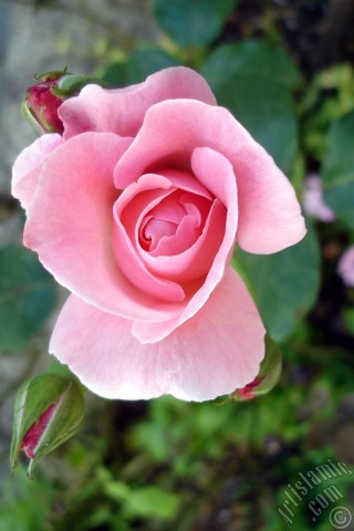 A mobile wallpaper and MMS picture for Apple iPhone 7s, 6s, 5s, 4s, Plus, iPods, iPads, New iPads, Samsung Galaxy S Series and Notes, Sony Ericsson Xperia, LG Mobile Phones, Tablets and Devices: Pink rose photo.
